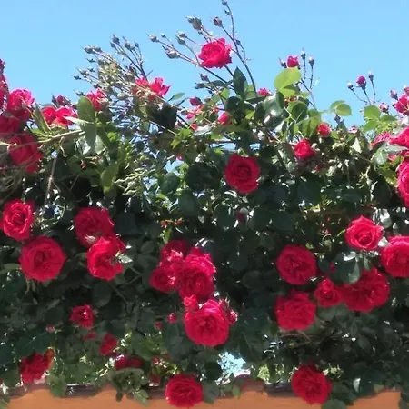 Rosen * Lozenets